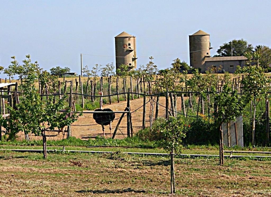 B&B Corte Degli Struzzi Pescia Romana Ngoại thất bức ảnh